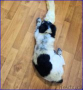 Превью фото № 196290