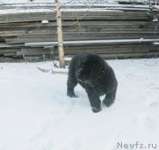 Превью фото № 196309