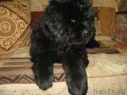 Превью фото № 196313