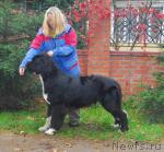 Превью фото № 19633