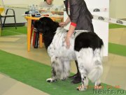 Превью фото № 196343