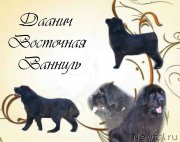 Превью фото № 196357