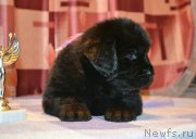 Превью фото № 196410