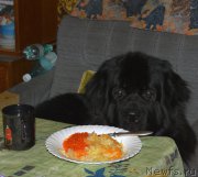 Превью фото № 196421