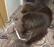 Превью фото № 196422