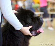 Превью фото № 196425