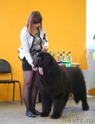 Превью фото № 196428