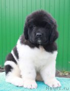 Превью фото № 196437