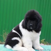 Превью фото № 196439