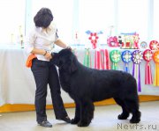 Превью фото № 196441