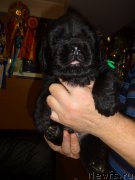 Превью фото № 196446