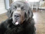 Превью фото № 196482