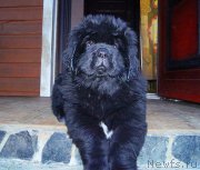 Превью фото № 196508