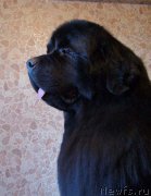 Превью фото № 196514