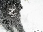 Превью фото № 196559