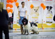 Превью фото № 196569