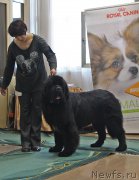 Превью фото № 196625