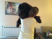 Превью фото № 196666