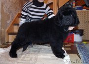 Превью фото № 196678