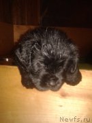 Превью фото № 196706