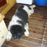 Превью фото № 19671