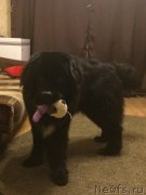 Превью фото № 196732