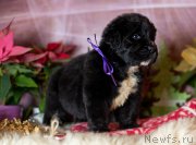 Превью фото № 196764