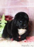 Превью фото № 196766