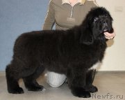 Превью фото № 196773