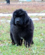 Превью фото № 196813