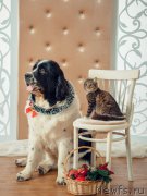 Превью фото № 196823