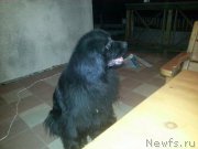 Превью фото № 196829