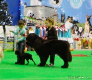 Превью фото № 196839