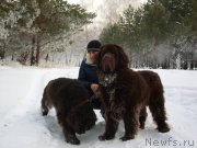 Превью фото № 196850