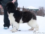 Превью фото № 196870