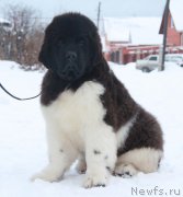 Превью фото № 196871