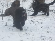 Превью фото № 196872