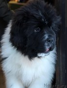 Превью фото № 196916