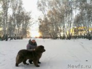 Превью фото № 196918