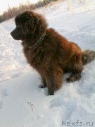 Превью фото № 196920