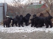 Превью фото № 196923