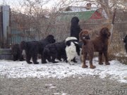 Превью фото № 196924