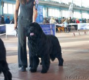 Превью фото № 196982