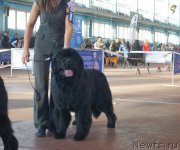 Превью фото № 196983