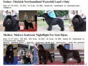 Превью фото № 196989