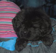 Превью фото № 197006