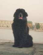 Превью фото № 197036