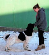 Превью фото № 197071