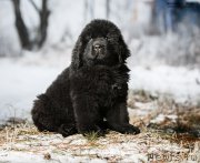 Превью фото № 197121