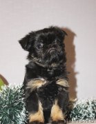 Превью фото № 197225